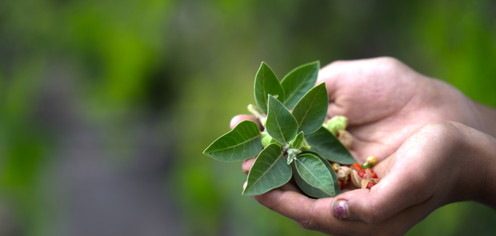 Ashwagandha benefits