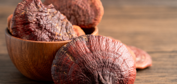 Benefits of Reishi Mushroom